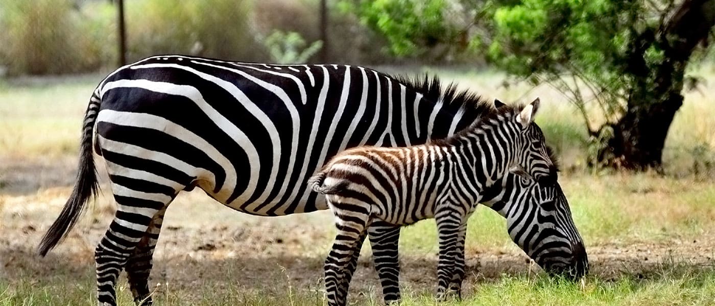 Zoo Salzburg - Ausflugsziel im Salzburger Land